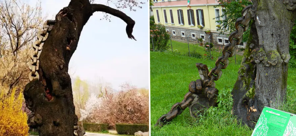A sinistra, Mirabolano qualche giorno fa